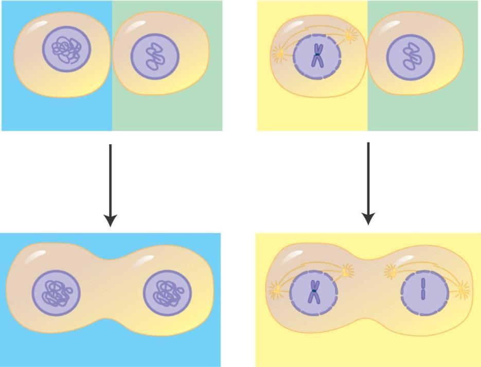 Cell Cycle Evidence for a Control System Cells at different stages of cell cycle were fused together Experiment 1