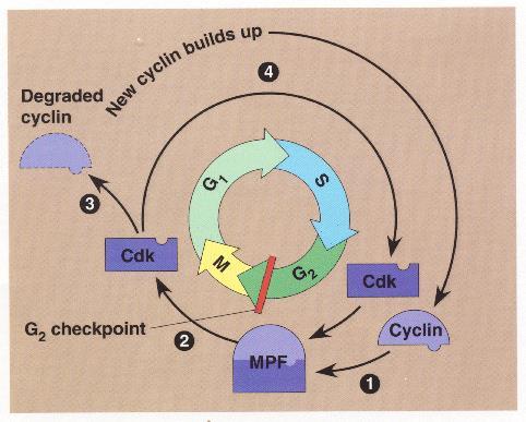 Kinase activity Cell Cycle the M-phase promoting Factor (MPF) - part of the