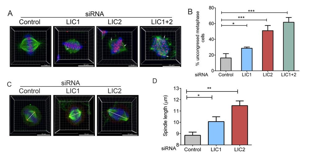 Supplementary figure S9 Supplementary figure S9: LIC2 is required for chromosome congression and for regulating mitotic spindle length A) Mitotically arrested HeLa cells stained for microtubules