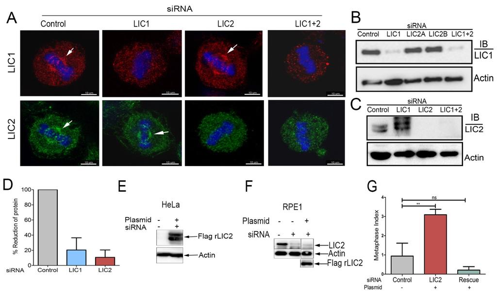 Supplementary figures and legends Supplementary figure S1 Supplementary figure S1: Characterization and specificity of antibodies and protein depletions A) Confocal immunofluorescence images of HeLa