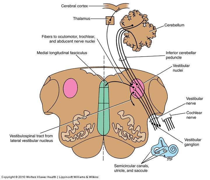 The Vestibular Nuclei/Pathway Location 4 th ventricle Vestibular nuclei (2 nd order neurons) Lateral vistibulospinal tract Superior Medial Inferior