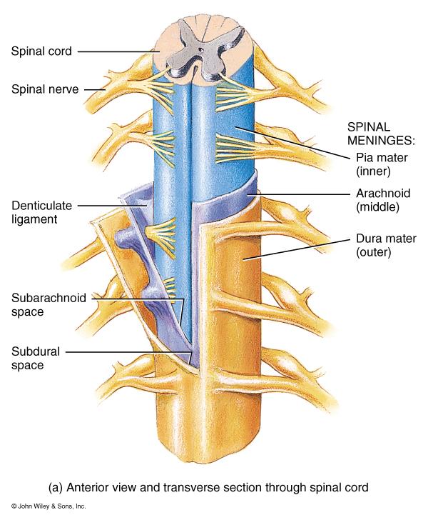 vertebral ligaments.