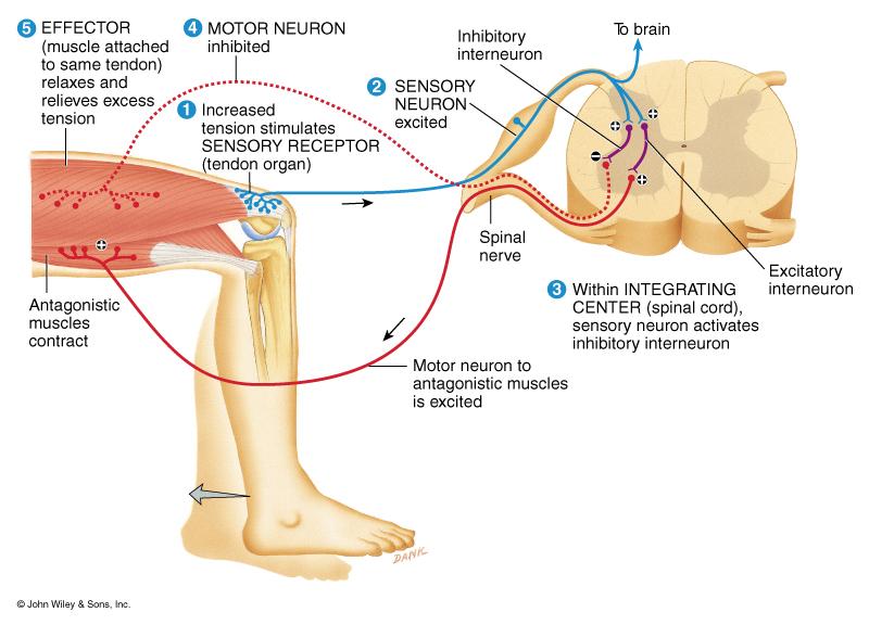 Stretch Reflex Monosynaptic,ipsilateral reflex arc Prevents injury from over stretching because muscle contracts when it is stretched Events of stretch reflex muscle spindle signals stretch of muscle