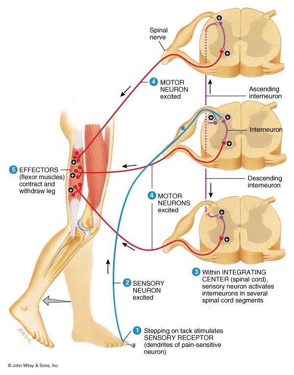 Flexor (withdrawal) Reflex Crossed Extensor Reflex Step on tack (pain fibers send signal to spinal cord Interneurons branch to different spinal cord segments Motor fibers in several segments are