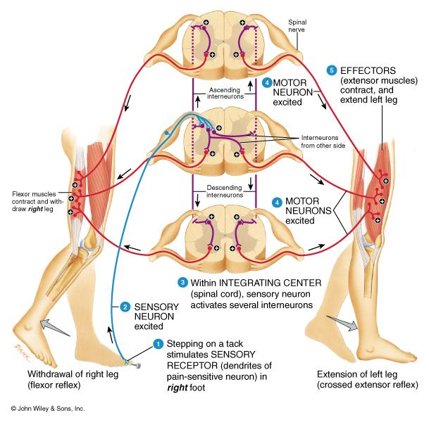 Contralateral extensor muscles are stimulated by interneurons to hold up the body weight Reciprocal innervation when extensors contract flexors relax, etc 19 Connective Tissue Coverings of the Spinal