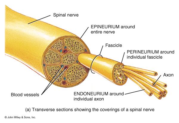 superficial covering around the whole nerve Endoneurium - around individual nerve fibers - Fascicles - a bundle of axons/nerve fibers Perineurium - around fascicles Epineurium - the superficial