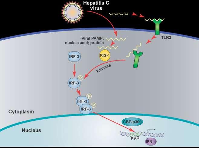 HCV Protease Interferes with IFN Signaling RIG 1 and TLR3 signaling ablation by the HCV NS3/4A protease blocks IRF-3 activation and attenuates the host response to infection HCV protease IRF =