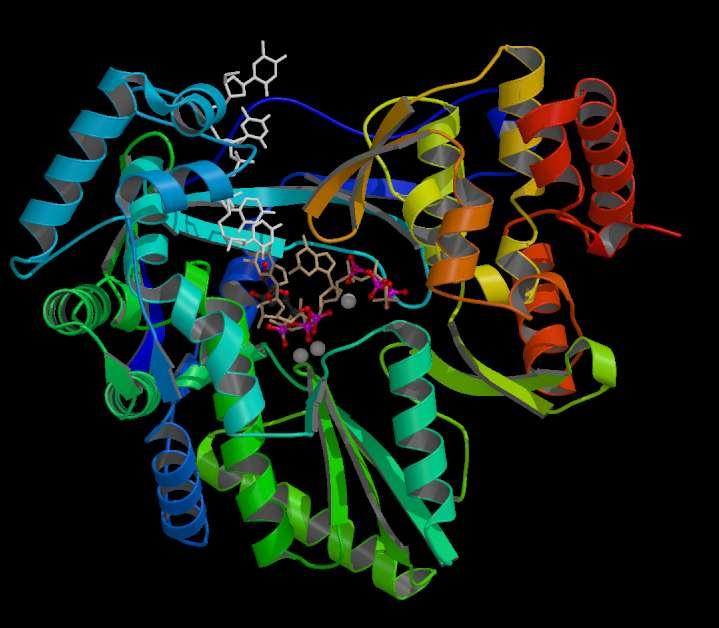 HCV RNA-Dependent RNA Polymerase Fingers Allosteric GTP-binding sites Flap Thumb NNI Thumb inhibitors Catalytic