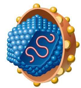 Virology of Hepatitis C HCV is a small, enveloped single stranded RNA virus in