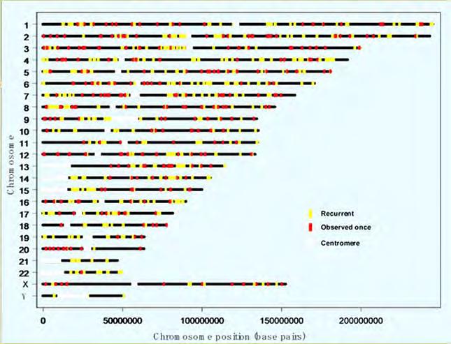 Normal Copy Number Variation Widespread in the human genome Cover approximately 2% (360 Mb) of the human genome CNV varies from 6% to 9% of any chromosome Average of about 2