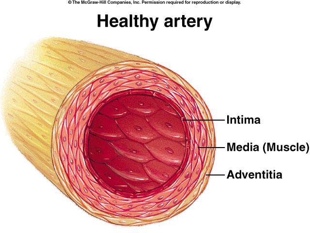 Characteristics of Blood Vessels Arteries pump
