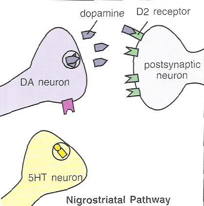 ((Stahl,S,(1999) Psychopharmacology of antipsychotics, Martin Dunitz, London) Figure 5: Serotonin and Dopamine Interactions This pathway regulates movement.