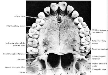 Branches within the cranium Middle meningeal nerve Branches within the pterygopalatine fossa Zygomatic nerve Zygomaticotemporal nerve