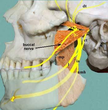 masseter muscle Nerve to the temporal muscle Buccal nerve