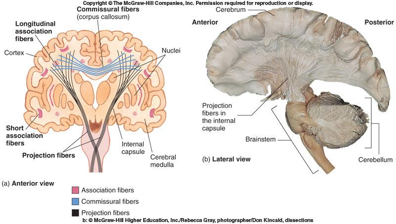 Cerebral Medulla White matter between the cortex and nuclei Association fibers: connections within the same