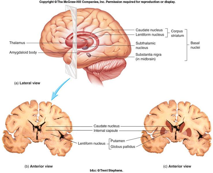 cerebrum and other parts of the brain and spinal cord 13-19 Basal Nuclei Found in the cerebrum, diencephalon,