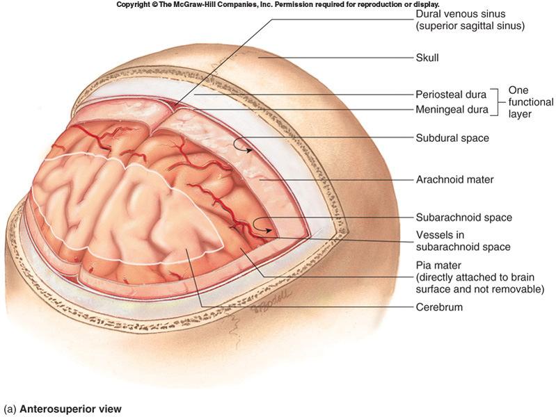 Arachnoid Mater and Subdural Space Thin, wispy layer Subdural space: between dura and arachnoid; only a small amount of serous fluid within 13-23 Pia Mater and Subarachnoid Space Pia mater: