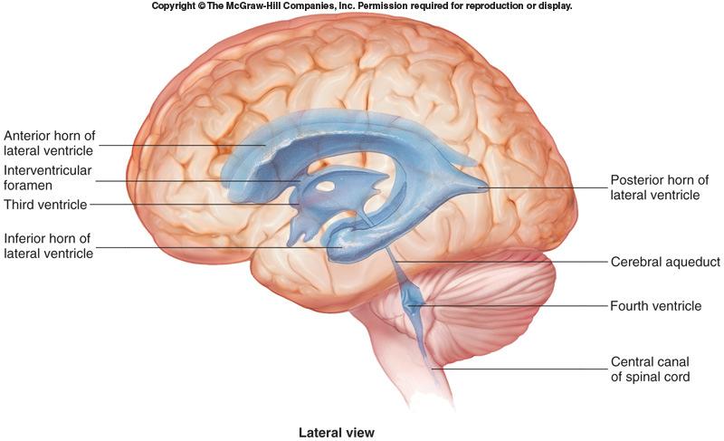 Ventricles Lateral ventricles: within cerebral hemispheres; separated by septa pellucida Third ventricle: within diencephalon Interventricular foramina join lateral ventricles with third Fourth