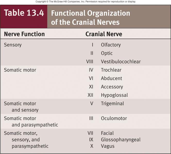 13-31 Cranial Nerve Reflexes X (Vagus): reflexes having to do with heart rate, blood pressure, and respiration Reflexes involving both cranial nerves and brainstem: Turning the eyes toward sudden