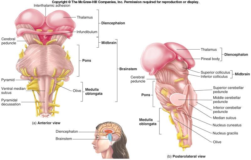Brainstem: Medulla Oblongata Most inferior part Continuous with spinal cord; has both ascending and descending nerve tracts Discrete nuclei in internal gray matter Regulates: heart rate, blood vessel