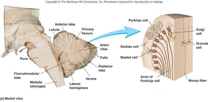 Purkinje Cells in Cerebellar Cortex Purkinje cells: largest in CNS.