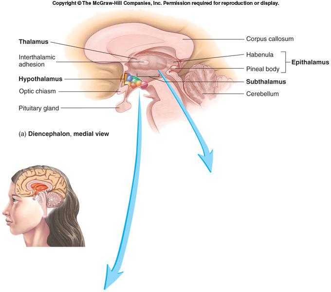 Located between brainstem and cerebrum Components: thalamus, subthalamus, epithalamus, hypothalamus Diencephalon 13-13 Thalamus Two lateral portions connected by the intermediate mass Surrounded by