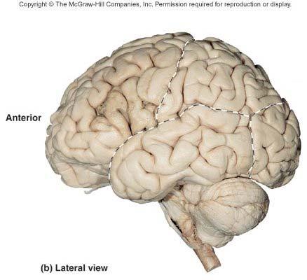 are depressions Medulla: center Nuclei: gray matter within the medulla 13-21 Cerebrum, cont.