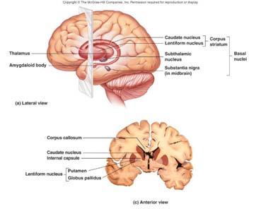 and other parts of the brain and spinal cord 13-23 Basal Nuclei (Basal Ganglia) Found in the cerebrum, diencephalon,