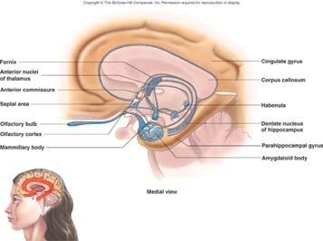Limbic System Part of cerebrum and diencephalon Basic survival functions such as memory, reproduction, nutrition Emotions In cerebrum: cingulate gyrus and hippocampus Various nuclei of the thalamus