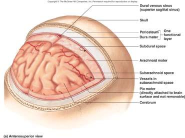 cerebellar hemispheres. Venous sinuses form at the bases of the three folds.
