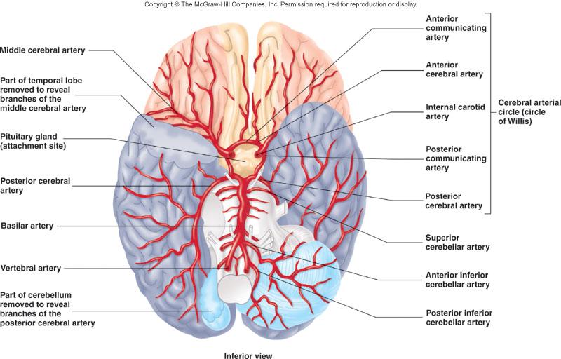 Brain Blood Supply Brain Requires a tremendous amount of blood Receives 15-20% of blood pumped by heart Interruption can cause unconsciousness and irreversible brain damage High metabolic rate;