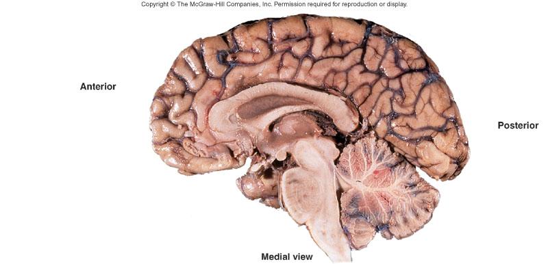 Brain and Cranial Nerves Brain Part of CNS contained in cranial cavity Control center for many of body s functions Much like a complex computer but more Parts of the brain Brainstem: connects spinal