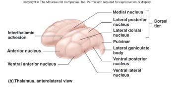 information Lateral geniculate nucleus: visual information Ventral posterior nucleus: most other types sensory information Motor function: ventral anterior and ventral