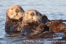 At 850,000 hairs per square inch, they have the thickest fur of any mammal. Sea otters in California are a threatened species due to past over hunting for their beautiful fur.