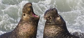 Elephant seals are well named because adult males have large noses that resemble an elephant's trunk. Adult males may grow to over 13 feet in length and weigh up to 4,500 pounds.