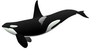 ORCA (KILLER WHALE) Orcas, or killer whales, are the largest of the dolphins.