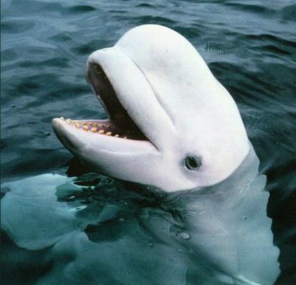 White whales are smallish, ranging from 13 to 20 feet in length. They have rounded foreheads and no dorsal fin. Belugas generally live together in small groups known as pods.