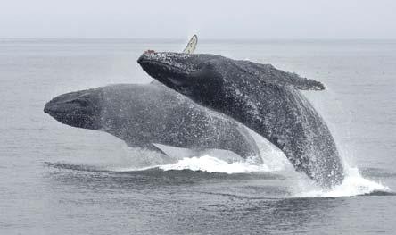 Acrobatic humpbacks regularly breach (jump out of the water), stroke each other, and slap the water with their flippers and flukes.