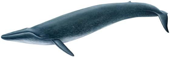 BLUE WHALE Blue whales have been found in every ocean of the world, but they are considered an endangered species.