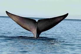 The blue whale is about as long as three school buses, and its heart alone is as large as a small car! Females give birth to calves every two to three years.