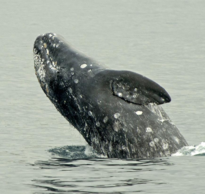 Gray whales are bottom feeders, filtering mud for amphipods and other crustaceans with their baleen.