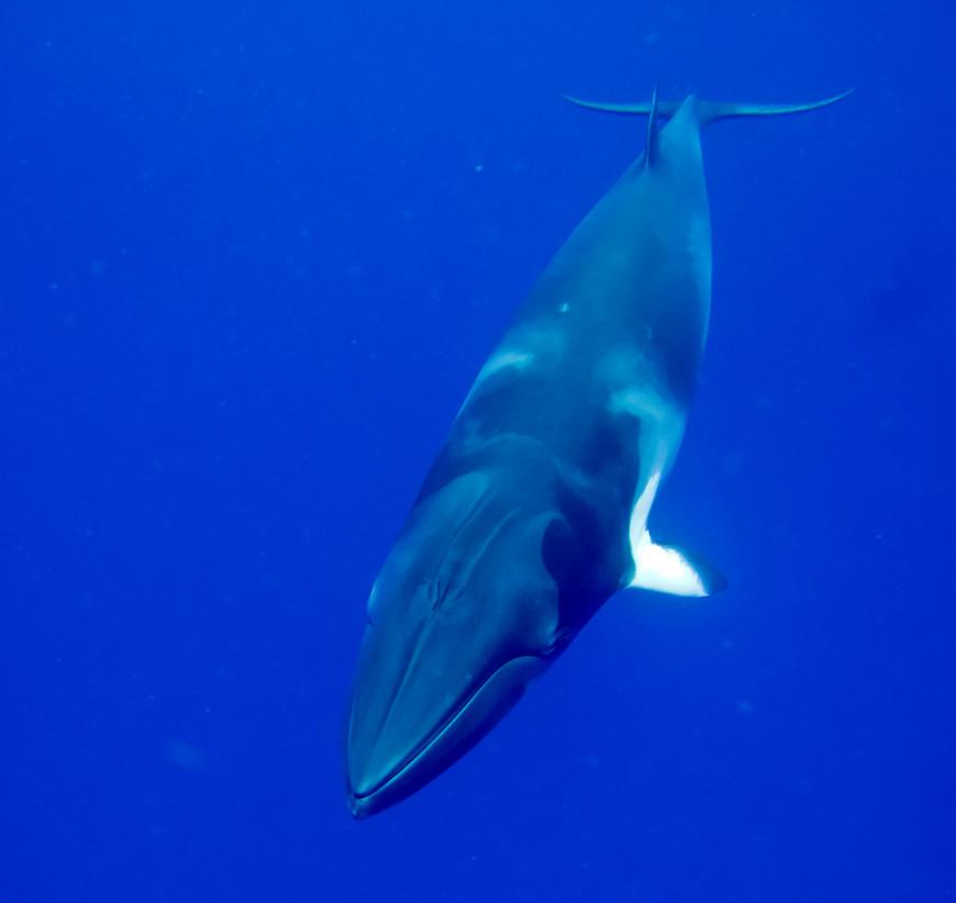 In the inland Salish Sea, minke whales have an established home range, are seen year-round and are considered residents.