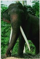 Non-fiction: Elephant Tales Old Friends U.S. Fish and Wildlife Service Asian elephants are endangered. The elephants speak to one another for the same reasons people talk.