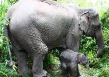 MRS GREN M - yes R - yes S - yes Asian Elephants move around when they eat grass, fruit and bark when the are out in the wild surviving.