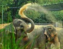 industry. The Asian Elephant is battling a big loss of their land and their own populations.