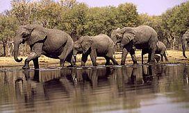 Ecosystem The largest land mammal in Asia, the intelligent, highly