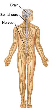 The upper parts of the body are controlled by upper parts of the spinal cord etc. C.