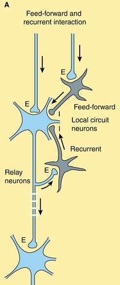 Local circuit neurons : Smaller, axons branch repeatedly in the