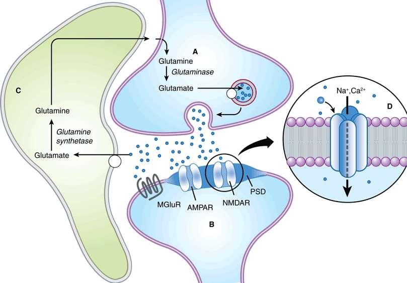 Amino Acids Glutamate Excitatory transmitter, released by exocytosis & cleared by glutamate transporters present on surrounding glia. Acts on: Ionotropic receptors 1-NMDA.