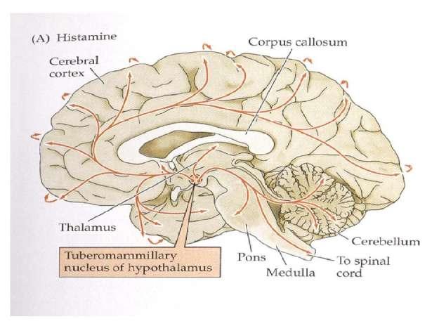 Histamine The majority of histamine containing neurons are confined to the tuberomammillary nucleus (TM) TM Fire in pattern that varies with behavioral state, high